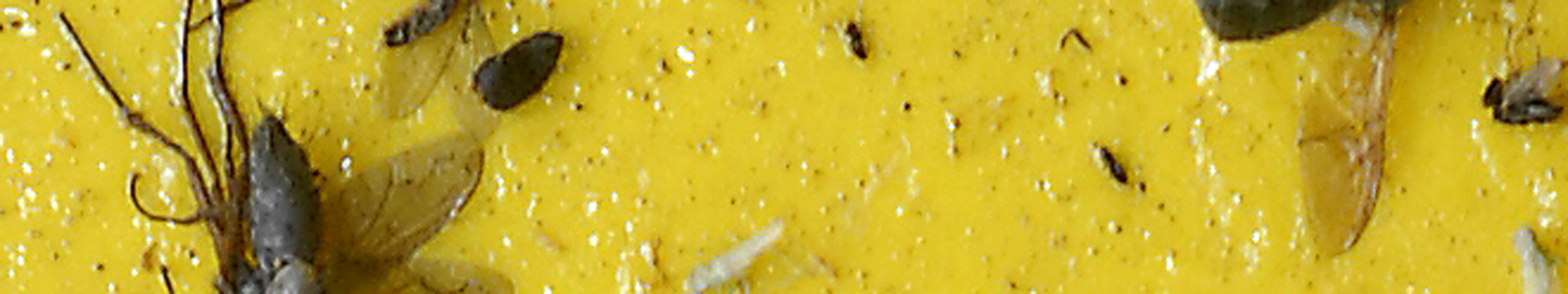 Schädlingsinsekten auf Gelbfalle ©Feuerbach